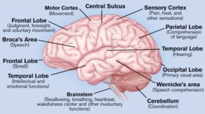 Brain Areas Diagram