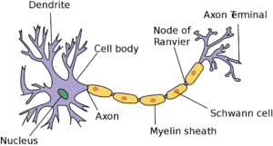 Neuron Diagram