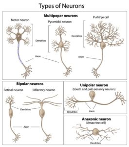 Types Of Neurons
